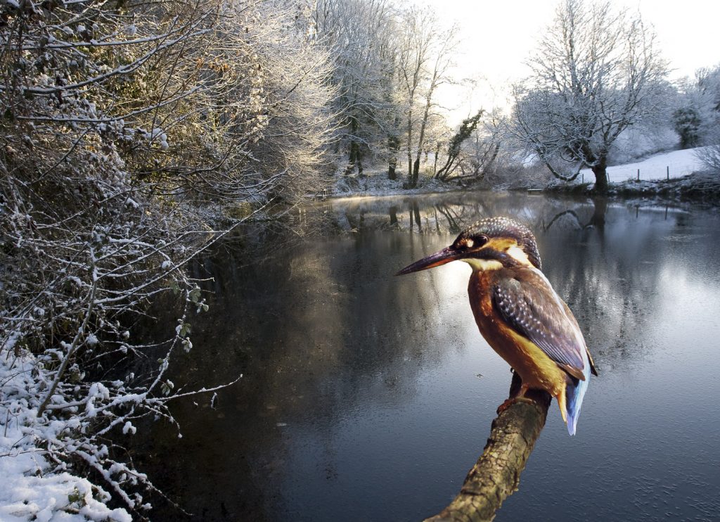 A Kingfisher could make your day