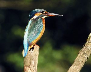 Winter Wildlife Watching by Andrew Cooper