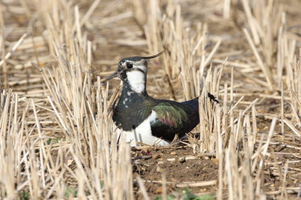 Lapwings in millet