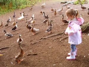 Feeding ducks and swans