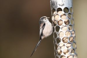 The delightful Long-tailed tit