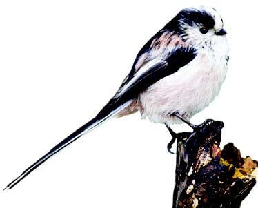 Long Tailed Tit Long Tailed Tit