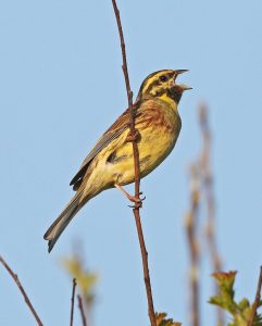 Cirl Bunting - male