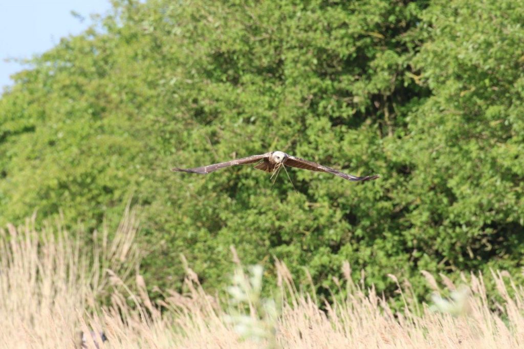 Reed bed nesting