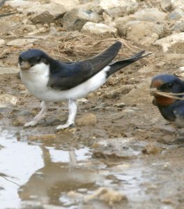 House martin collecting mud