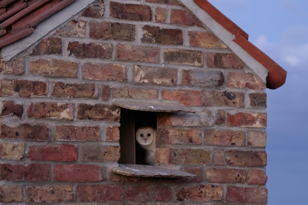 The part we've played in the UK's barn owl success story