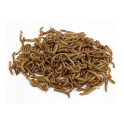 Mini Mealworms