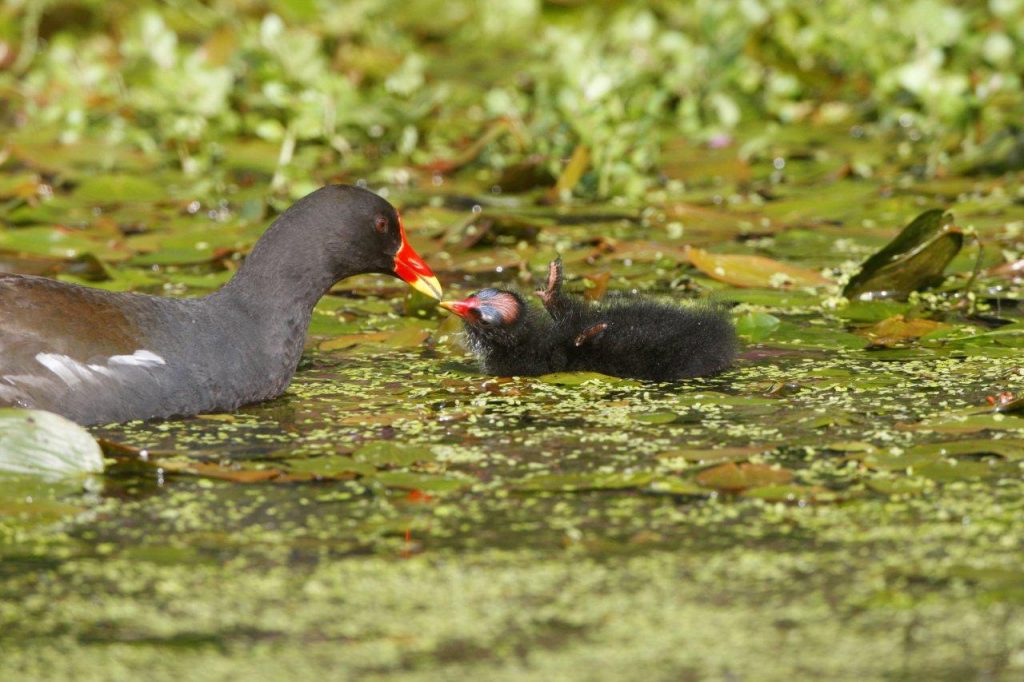 Moorhens' second brood