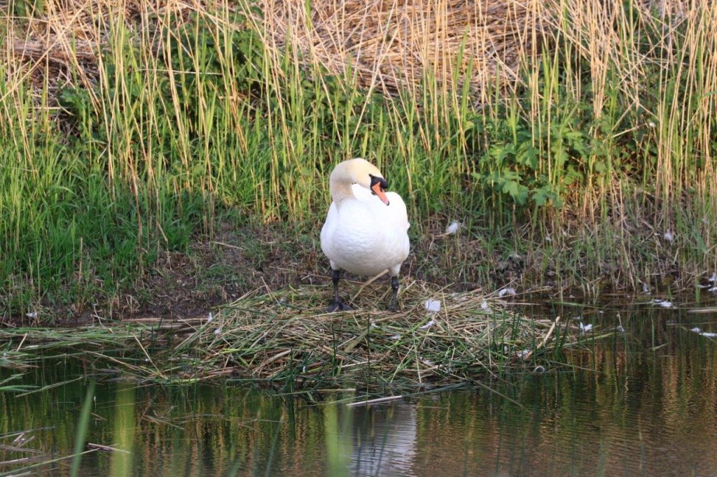 Mute swans