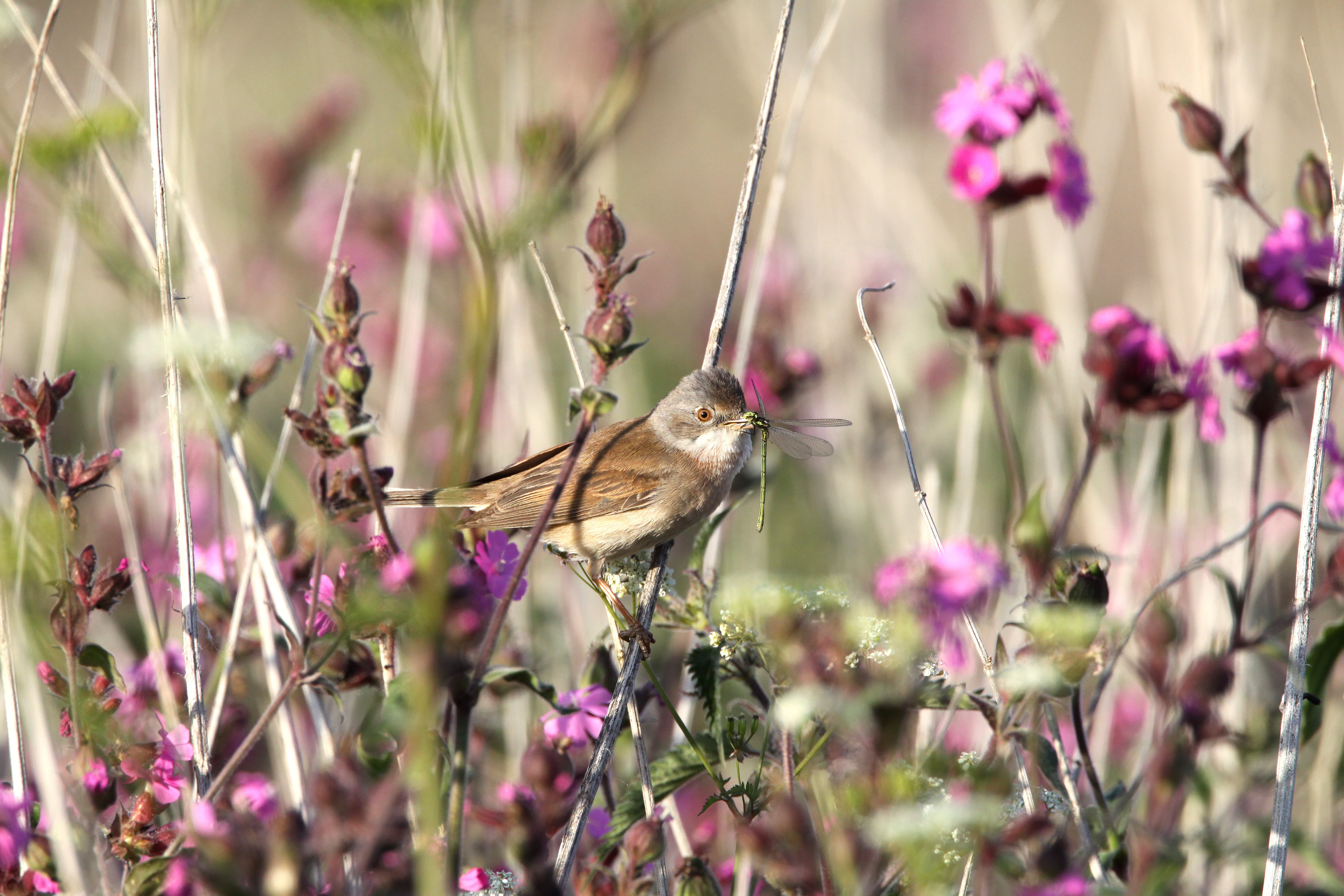 Whitethroat