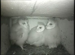 Our Barn Owls are growing fast