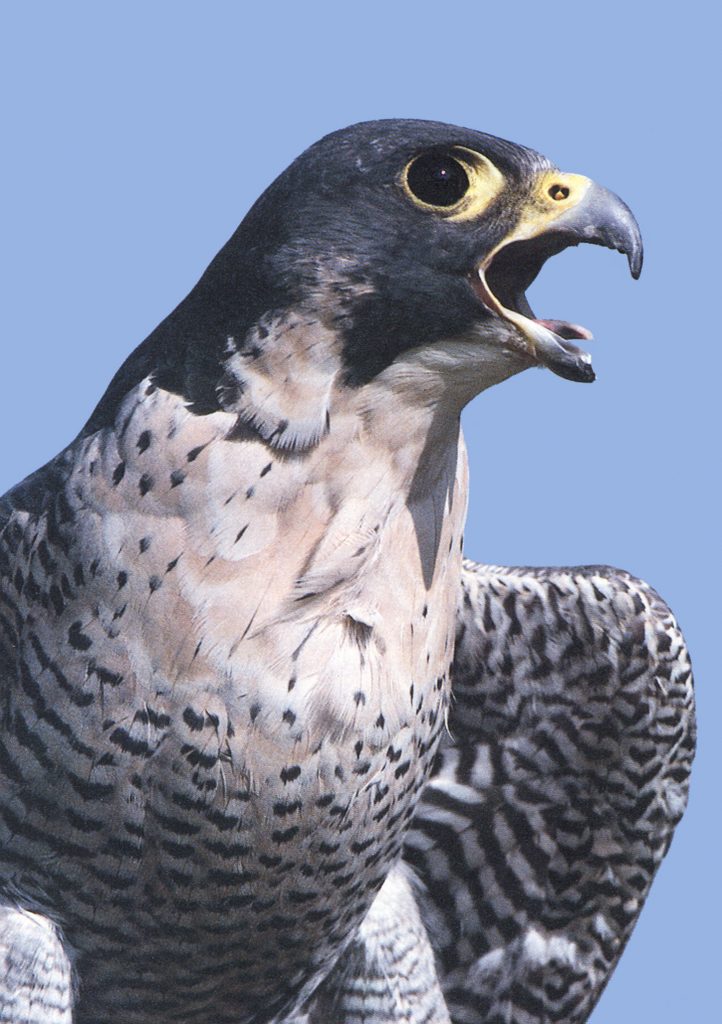 My first close encounter with the fastest bird on the planet