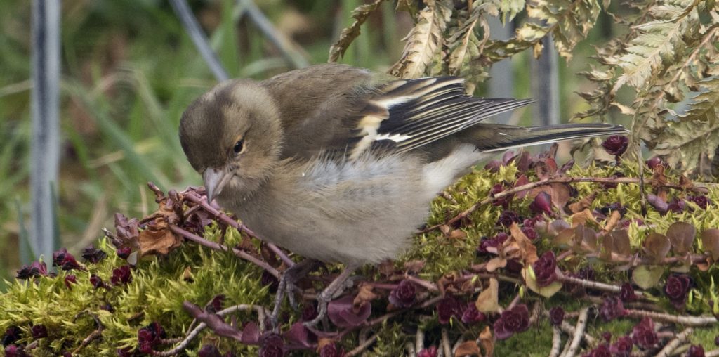 The Chaffinches are back by Phil Pickin
