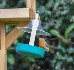 A good time to feed live food