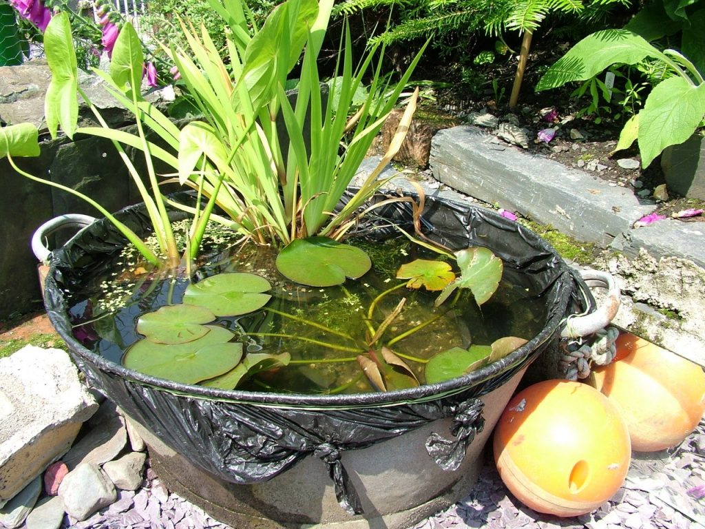Ponds - big or small