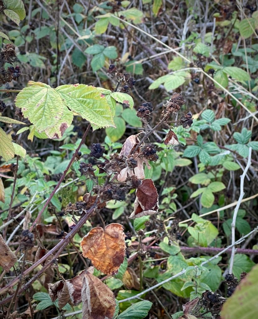 False autumn - a problem for wildlife