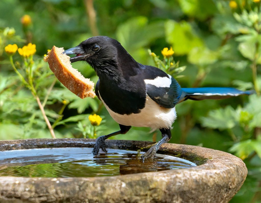 So this is who's dirtying the bird bath!