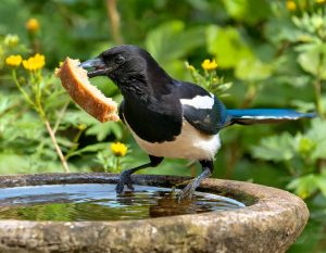 So this is who's dirtying the bird bath!