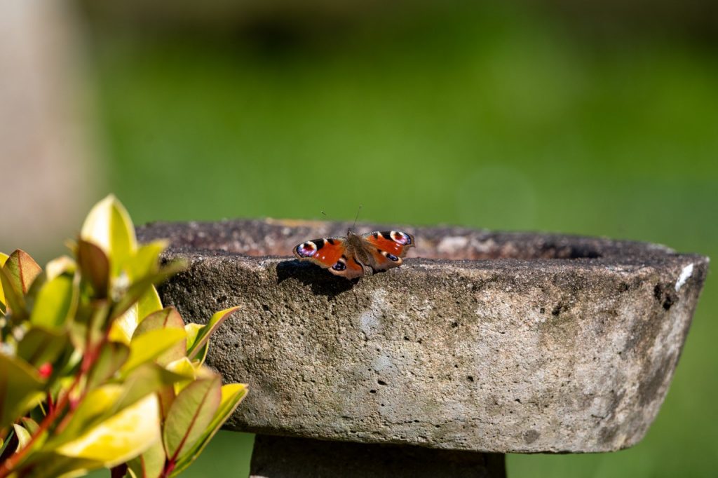 Nature - our solace in difficult times