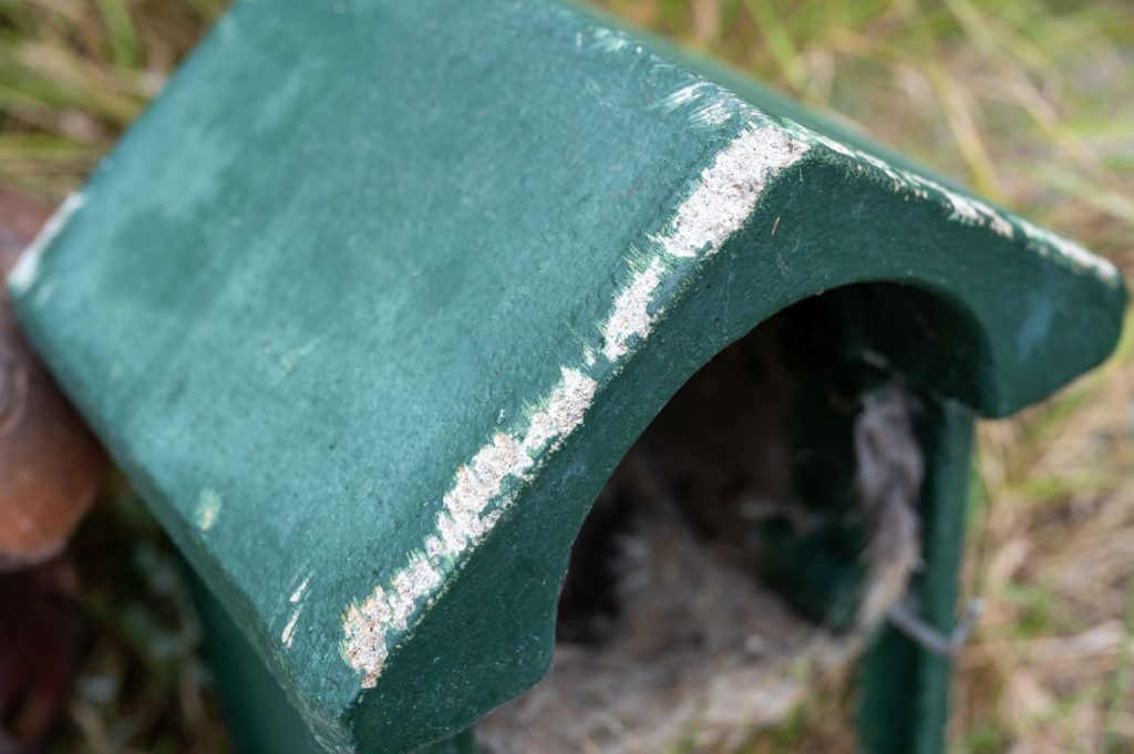 The problem with squirrels