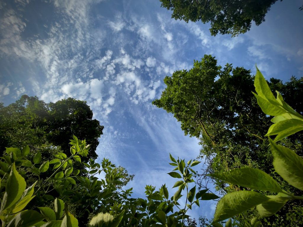 What are you planning to do (for nature) in 2022?