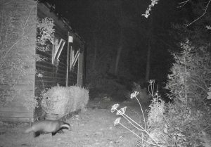 At night in the garden