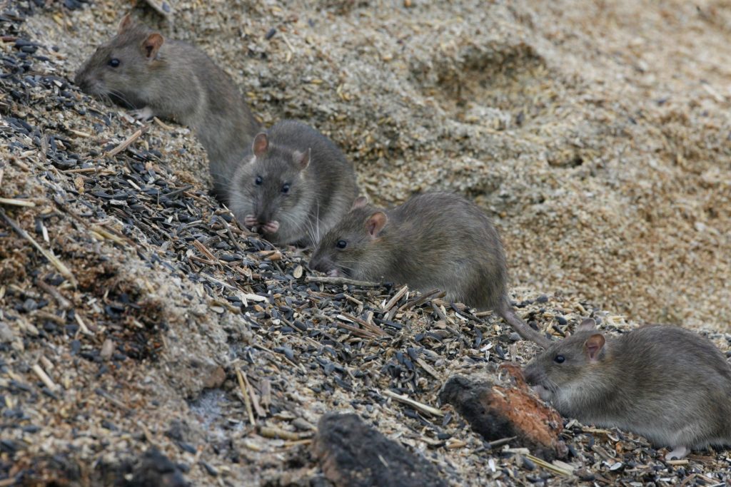 How to deter rats attracted by bird food