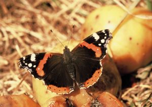 Golden leaves and boozing butterflies by Andrew Cooper