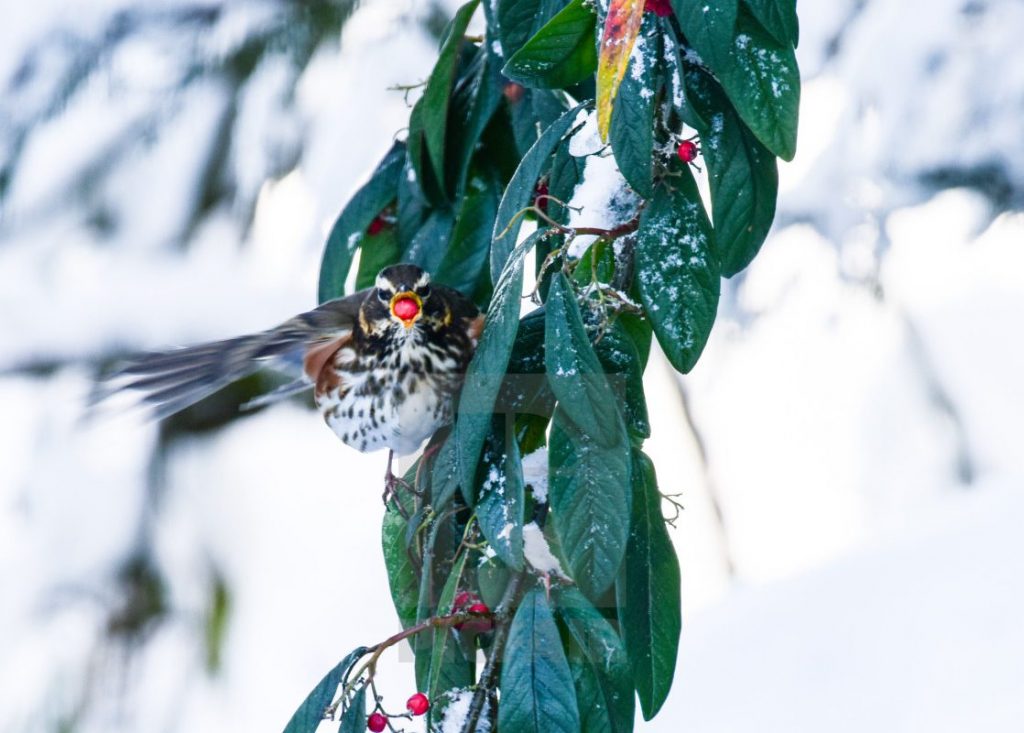 Feed Birds in Winter - They need it!