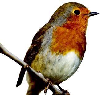 Robin Robin