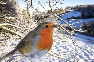 Big voice and bold, a very different bird