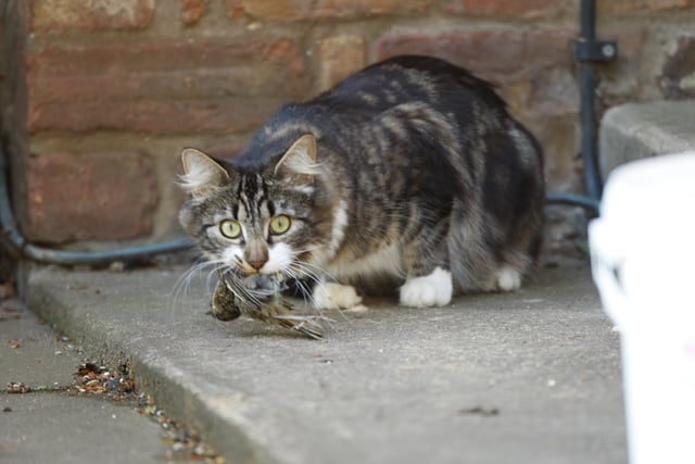 Cat