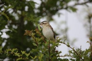 Sedge Warbler with insects