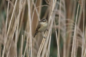 Sedge Warbler