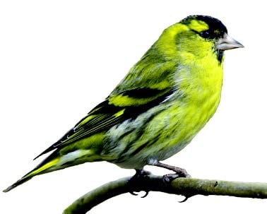 Siskin Siskin