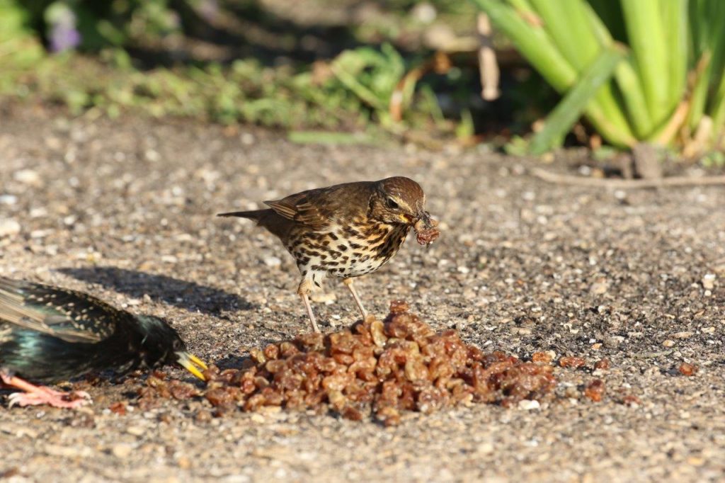 Song Thrush