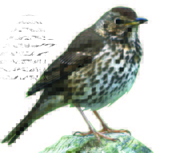 Song Thrush Song Thrush