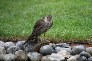 The privilege of sparrowhawks visiting our gardens