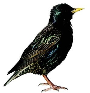 Starling Starling