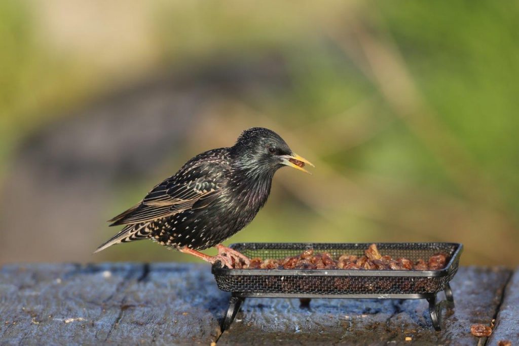 Alternative foods to suet for your garden birds