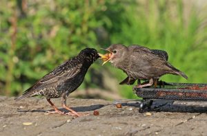 Starling
