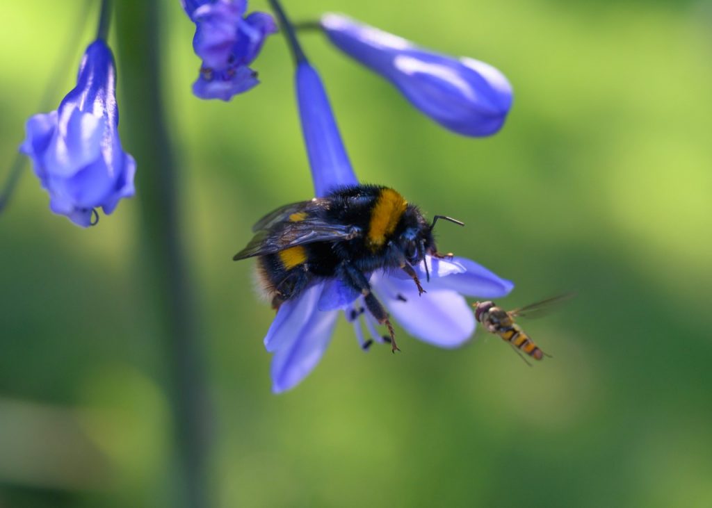State of Nature 2019