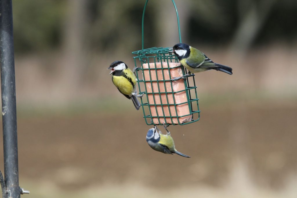 Should we keep feeding the birds?