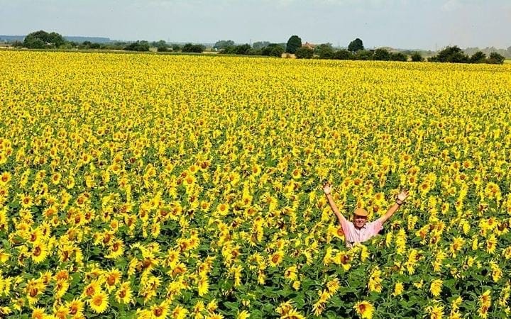 Sunflowers