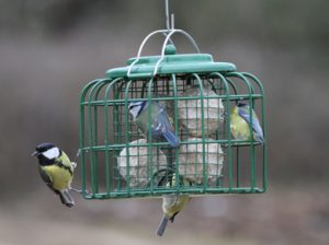 Feeding the birds in harder times