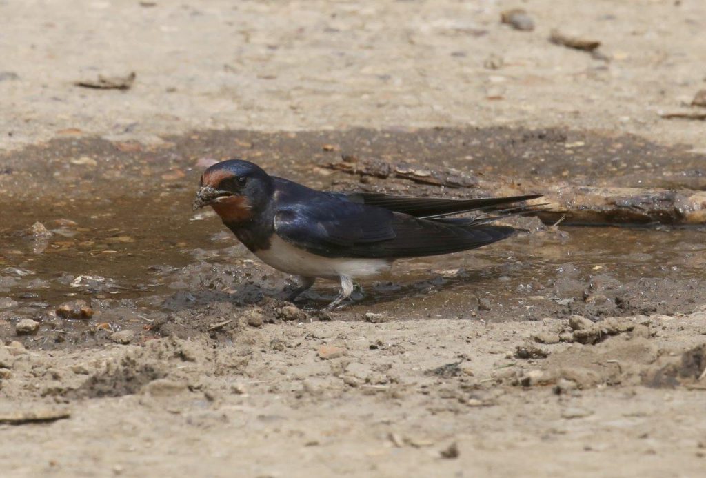 Swallows are nesting