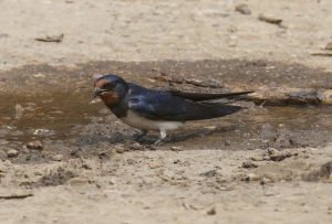 Swallow collecting mud for its nest