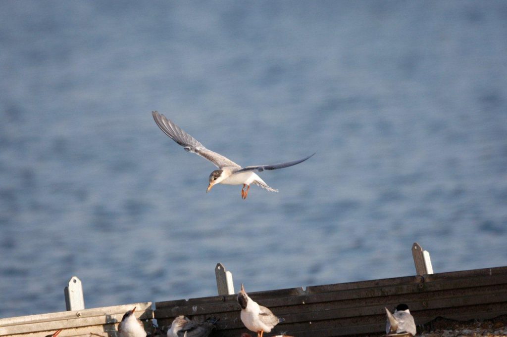 Our Terns have flying young