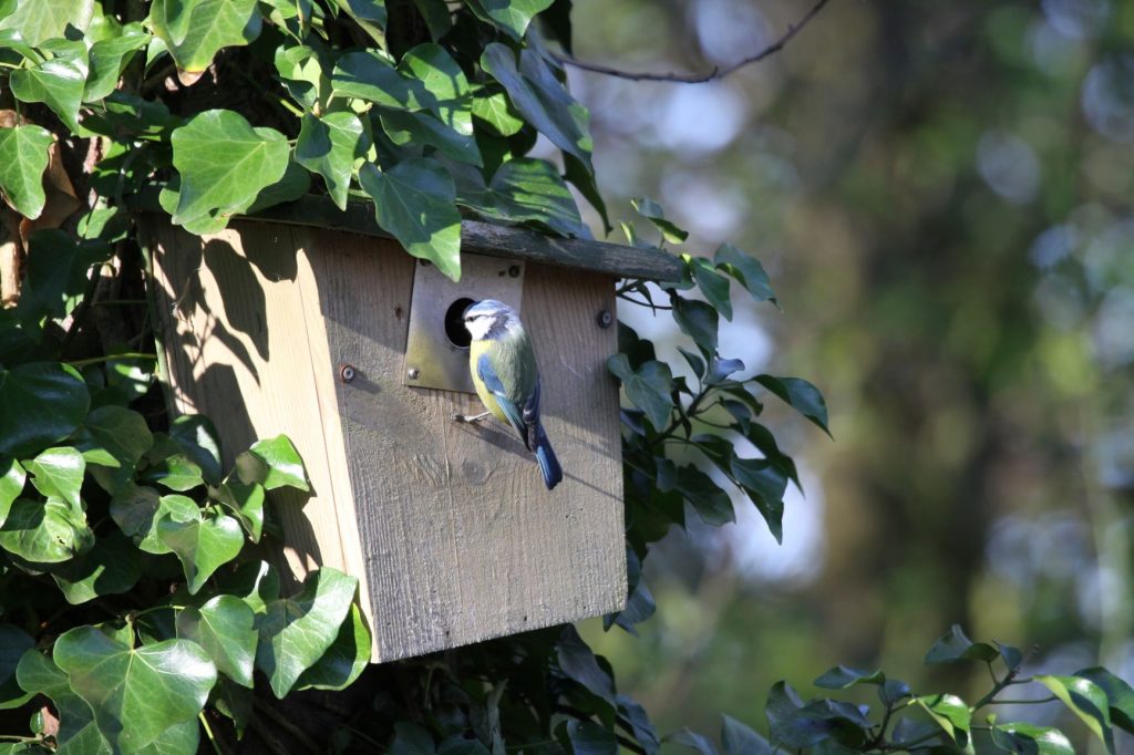What is National Nest Box Week and how can you get involved?