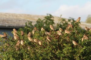 Why the date is so important for hedgecutting